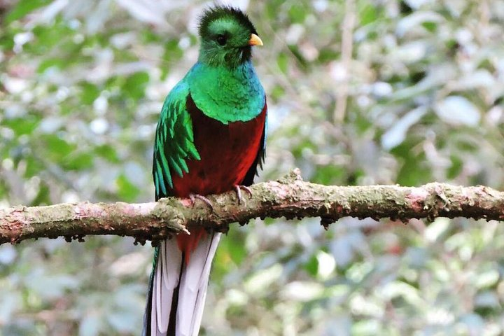 Monteverde Cloud Forest Tour  - Photo 1 of 9